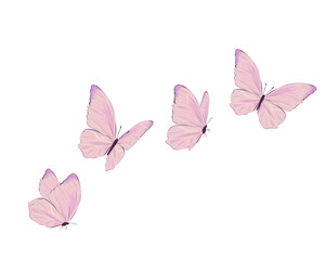 Fototapeta pink butterfly on white background obraz