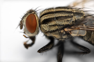 Macro photo of house fly isolated on white background.