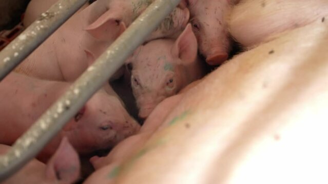 Little newborn piglets drink their mother's milk