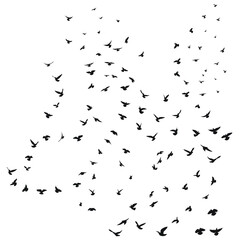 Sketch drawing of a silhouette of a flock of birds flying forward, cling together. Takeoff, flying, flight, flutter, hover, soaring, landing