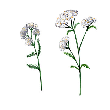 Achillea millefolium medicinal plant watercolor illustration isolated on white background. Yarrow white flower, useful herb milfoil hand drawn. Design for label, package, postcard