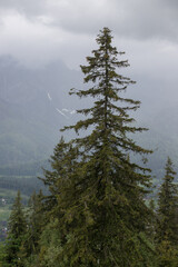 Mountain peaks covered with clouds. The crown of a Christmas tree against the backdrop of high mountains. Foggy mountain peaks.