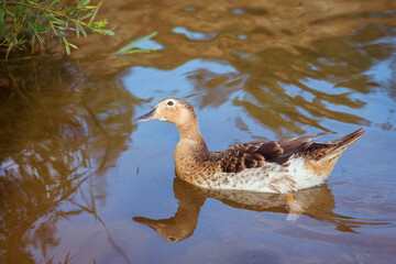 Duck floating on the water. A branch of a bush and a duck swimming under it.