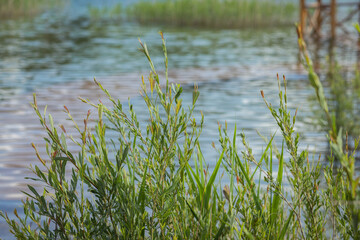 Growing green reeds in the water. Clear ocean water and a flooded wooden bridge. Sunny summer weather.