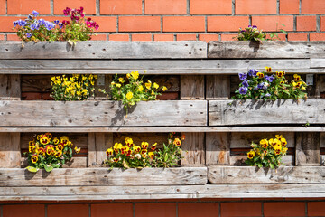 Decorating the outdoor space with flowers. Colorful violets in a wooden box