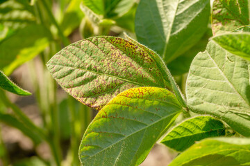 Fototapeta na wymiar Soybean leaf septoria close-up