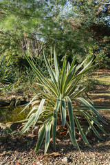 North Caucasus. Yucca gloriosa Variegata on bank of garden pond. Sunny winter day in evergreen landscape garden. Beautiful striped leaves in sunlight. Nature concept for design