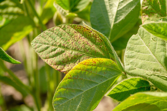 Soybean leaf septoria close-up