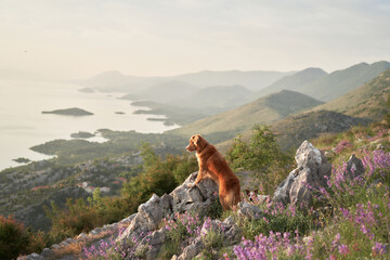 dog among wild flowers against the backdrop of mountains. Nova Scotia duck tolling retriever in...