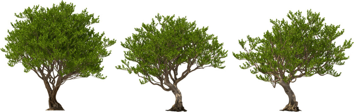 argan tree trees hq arch viz cutout 3d render plant