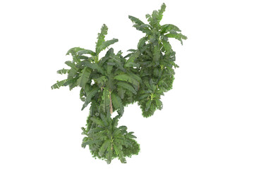 Tropical island isolated on transparent background. 3d rendering - illustration