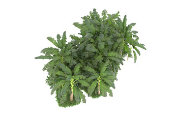 Tropical island isolated on transparent background. 3d rendering - illustration