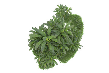 Tropical island isolated on transparent background. 3d rendering - illustration