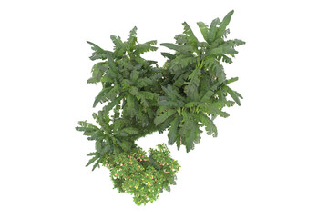 Tropical island isolated on transparent background. 3d rendering - illustration