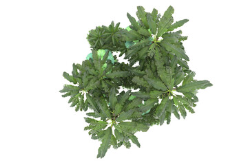 Tropical island isolated on transparent background. 3d rendering - illustration