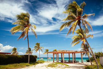 palm trees on the beach of Cuba