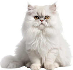 persian cat figure body style white background.