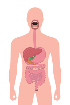 recommend clip art: Image of human digestive system gastrointestinal tract liver mouth with teeth and tongue on human background vector illustration