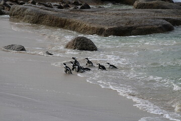 Fototapeta premium African Penguins