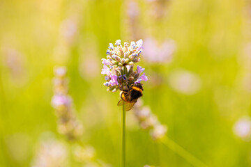 honey bee, apis mellifera, silhouette of a bee, anatomical structure of an insect, bee bathed in pollen, pollinating insect, dandelion flower