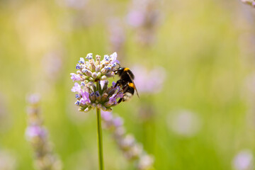 bee on a flower. Flowers background. Bee. Animal. Macro. Photo. Background. 