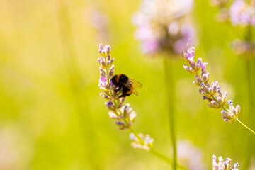 Honey bee pollinates lavender flowers. 