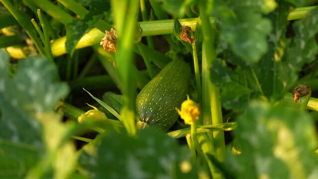 Young zucchini plants in sunset light. 4K video on a bio eco zucchini plantation. The farm vegetable industry.