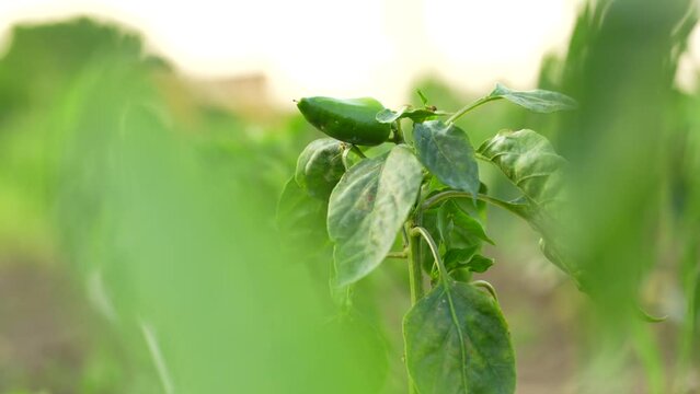 Kapia pepper plant in sunset light. 4K video on a pepper plantation. The farm vegetable industry.