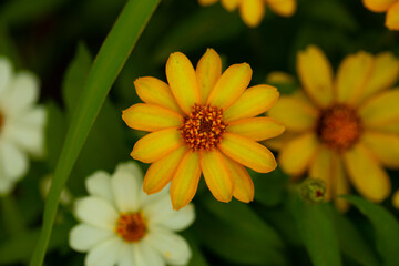 Flowers background. Natural flowers background. Sunlight