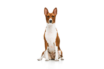 Studio shot of white-red purebred Basenji dog posing isolated over white background. Concept of animal care, fashion and ad