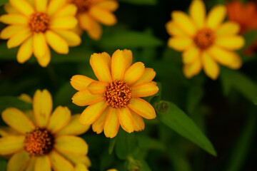 Fototapeta premium yellow flower