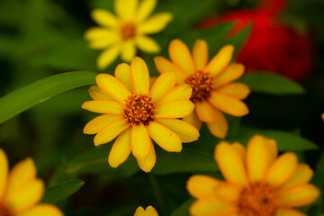 yellow flower in the garden