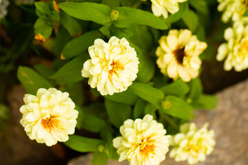 Obraz premium yellow flowers