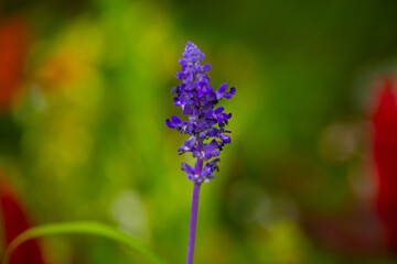blue and purple flowers