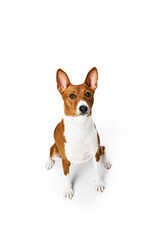 Studio shot of white-red purebred Basenji dog posing isolated over white background. Concept of animal care, fashion and ad