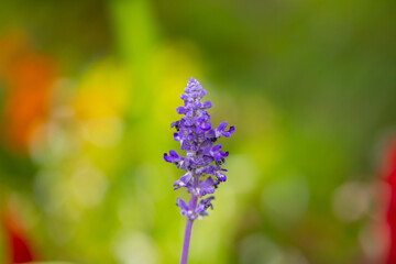 blue and yellow flowers