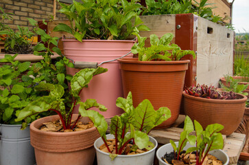 Flower pots and raised bed with many green flowers and plants on a sunny summer day on a backyard terrace.