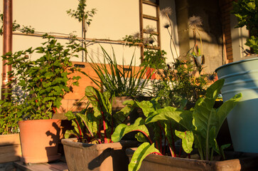 Flower pots and raised bed with many green flowers and plants on a sunny summer day on a backyard terrace.
