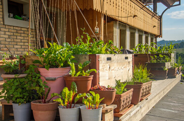 Flower pots and raised bed with many green flowers and plants on a sunny summer day on a backyard terrace.