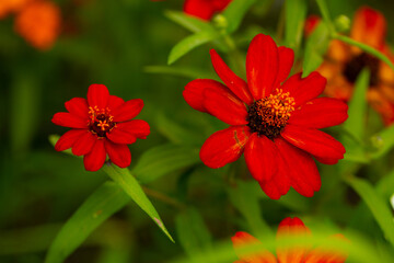 Flowers background. Flower. Summer time. Grass. Nature. Background. Outdoors. 