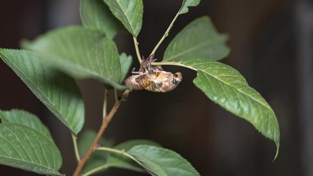 Cicada knows the process of golden toad molting