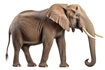 African elephant isolated on white.