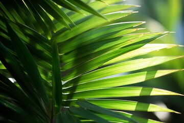  Photograph Of Areca Palm Leaf Natural Light, Generative AI