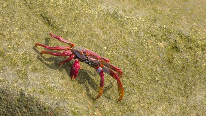 The red-colored Grapsus adscensionis crab is a common sight along the coast of Gran Canaria. They play a crucial role in the local ecosystem and are often captured in photographs.