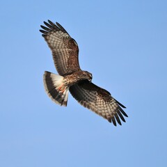 Endangered Snail Kite Paynes Prairie Preserve State Park La Chua Gainesville  Florida