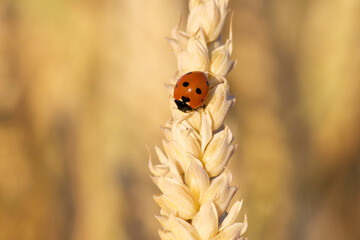 ladybug on an ear of wheat close-up