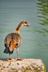 Egyptian goose perched on a rock with the water of a lake in the background.