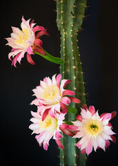 Trunk and flowers of a cereus cactus on a black background. © Luis M. Pérez