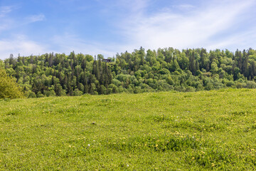 Obraz premium Woodland hill in a sunny landscape view