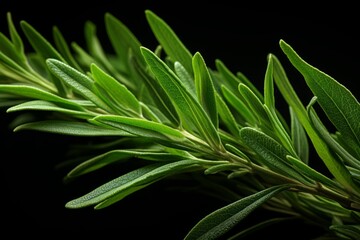 Photograph Of Rosemary Leaf Natural Light, Generative AI